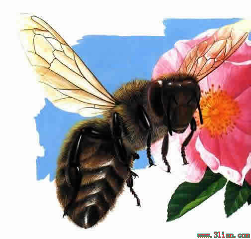 �й��۷䲩���