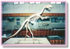 �عؿ��������