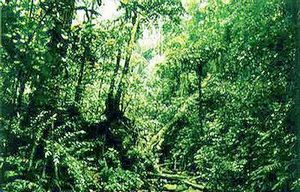 ����⿪��ʯ��