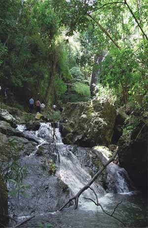 ÷�ݴ��ҷ�Ϫɭ�ֶȼ���