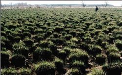 ���������Ȼ������