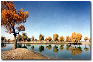 ���ݷ���ׯ