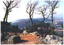 ��������ʯ��