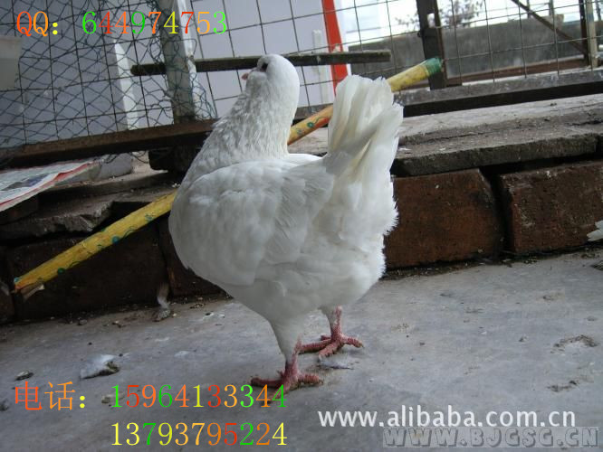  ��ӦԪ�����������������������۾���