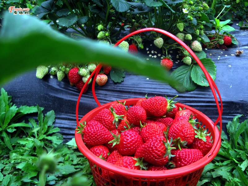  ����������������Ȫһ���� ������Ȫ����