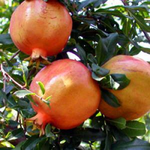 ����ʯ��