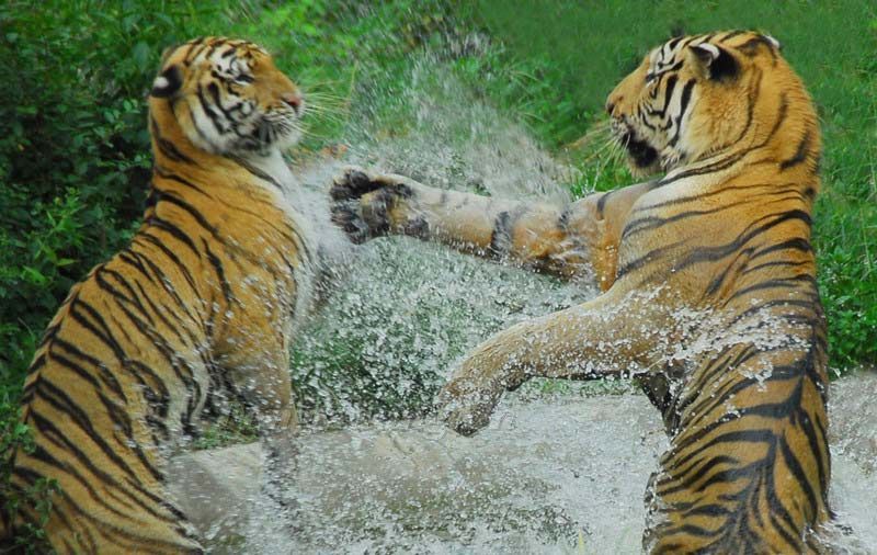 ����Ұ������԰