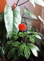 �˲�����