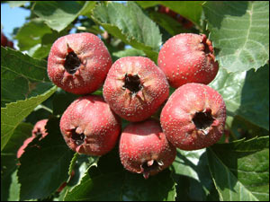 �ӱ��е���¡�ز�---���