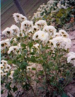 �����ջ�