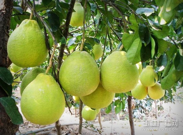 �����ز�֮����ɳ����