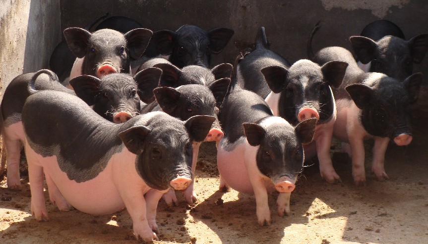 ½���ز�֮½����