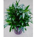 ��ֲ��ڻ������ ��������ֲ�ʻ��辰��� 